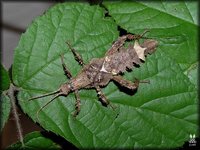 Heteropteryx dilatata - New Guinea Walking Stick