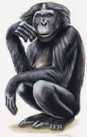 Image of: Pan paniscus (bonobo)