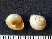 Helicina