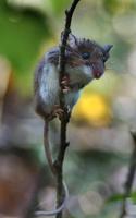 Image of: Peromyscus leucopus (white-footed mouse)