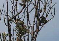 Zosterops lateralis - White-eye