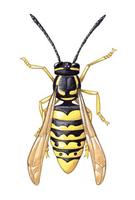 Image of: Vespula germanica