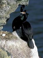 Phalacrocorax urile - Red-faced Cormorant