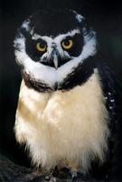 Pulsatrix perspicillata - Spectacled Owl