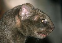 Herpailurus yaguarondi - Jaguarundi