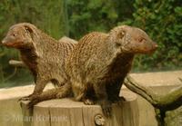 Mungos mungo - Banded Mongoose