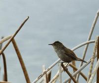 Image of: Cistothorus palustris (marsh wren)