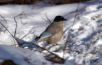 Image of: Cyanopica cyanus (azure-winged magpie)