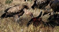 Image of: Gyps africanus (African white-backed vulture)