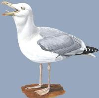 Image of: Larus argentatus (herring gull)