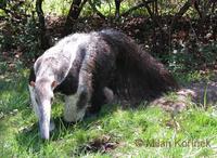 Myrmecophaga tridactyla - Giant Anteater