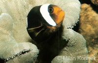 Amphiprion polymnus - Black Saddleback Clownfish