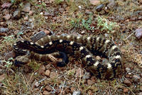 Image of: Crotalus molossus (black-tailed rattlesnake)