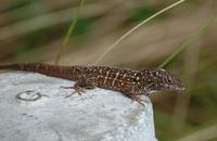 Image of: Norops sagrei (brown anole)