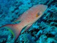 Variola louti - Lyre-tail cod