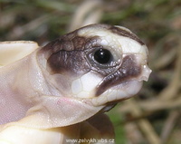 Testudo marginata - Margined Tortoise