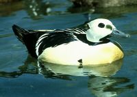 Steller's Eider - Polysticta stelleri