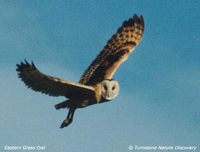 Grass Owl - Tyto capensis