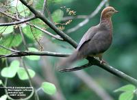 Little Cuckoo Dove - Macropygia ruficeps