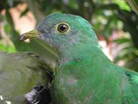 Black-naped Fruit Dove - Ptilinopus melanospilus