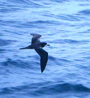 Hawaiian Petrel - Pterodroma sandwichensis