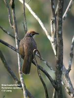 Straw-headed Bulbul - Pycnonotus zeylanicus