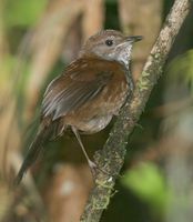 Friendly Bush Warbler - Bradypterus accentor