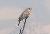 Corn Bunting - Miliaria calandra