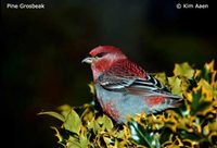 Pine Grosbeak - Pinicola enucleator