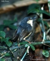 Ashy Prinia - Prinia socialis