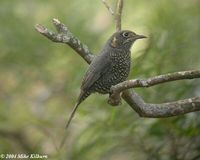 Chestnut-bellied Rock Thrush - Monticola rufiventris