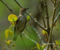 Spot-winged Starling - Saroglossa spiloptera
