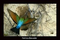 Rainbow Bee-eater