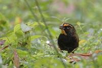 Yellow-faced Grassquit (Tiaris olivacea) photo