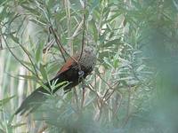 Madagascar Coucal (Centropus toulou) photo