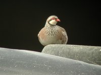 Red-legged Partridge - Alectoris rufa