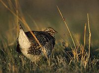 Sharp-tailed Grouse (Tympanuchus phasianellus) photo