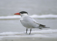 Caspian Tern (Sterna caspia) photo