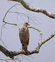 Savannah Hawk (Buteogallus meriodionalis) photo