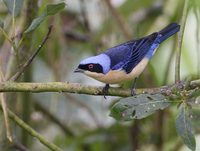 Fawn-breasted Tanager (Pipraeidea melanonota) photo