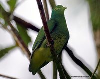 Yellow-bibbed Fruit-Dove - Ptilinopus solomonensis