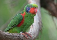 Red-flanked Lorikeet - Charmosyna placentis