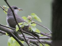 Yellow-billed Cuckoo - Coccyzus americanus