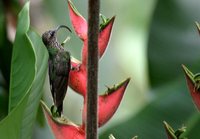 White-tipped Sicklebill - Eutoxeres aquila