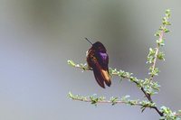 White-tufted Sunbeam - Aglaeactis castelnaudii