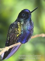 Velvet-purple Coronet - Boissonneaua jardini