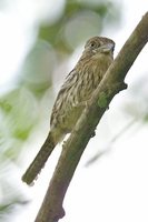 Striolated Puffbird - Nystalus striolatus