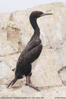 Guanay Cormorant (Phalacrocorax bougainvillii)