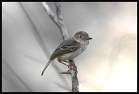 Pearly-vented Tody-Tyrant - Hemitriccus margaritaceiventer