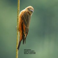 Cliff Flycatcher - Hirundinea ferruginea
